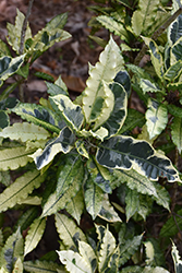 Eberneum Variegated Croton (Codiaeum variegatum 'Eberneum') at Lakeshore Garden Centres