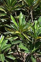 Robert Lavalois Variegated Croton (Codiaeum variegatum 'Robert Lavalois') at A Very Successful Garden Center