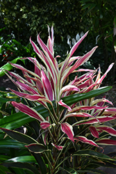 Pura Vida Hawaiian Ti Plant (Cordyline fruticosa 'Pura Vida') at Stonegate Gardens
