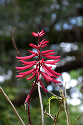Coral Bean (Erythrina herbacea) at Stonegate Gardens