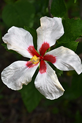 White Wings Hibiscus (Hibiscus rosa-sinensis 'White Wings') at Lakeshore Garden Centres