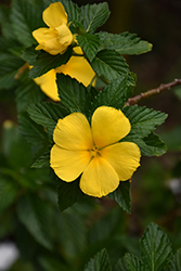 Yellow Alder (Turnera ulmifolia) at A Very Successful Garden Center