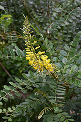 Yellow Necklacepod (Sophora tomentosa var. truncata) at A Very Successful Garden Center