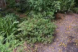 Scorpion's Tail (Heliotropium angiospermum) at A Very Successful Garden Center