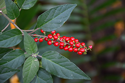 Bloodberry (Rivina humilis) at Stonegate Gardens