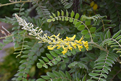 Yellow Necklacepod (Sophora tomentosa var. occidentalis) at A Very Successful Garden Center
