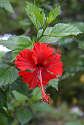 Itsy Bitsy Red Hibiscus (Hibiscus rosa-sinensis 'Itsy Bitsy Red') at Lakeshore Garden Centres