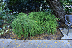Mousetail Plant (Phyllanthus myrtifolius) at A Very Successful Garden Center