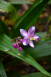 Philippine Ground Orchid (Spathoglottis plicata) at A Very Successful Garden Center