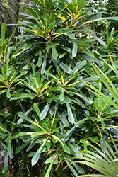 Fred Sander Variegated Croton (Codiaeum variegatum 'Fred Sander') at Lakeshore Garden Centres