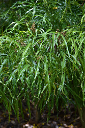 Denham's Melicope (Melicope denhamii) at A Very Successful Garden Center