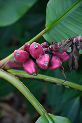 Pink Banana (Musa velutina) at A Very Successful Garden Center