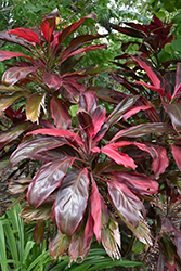 Sunset Hawaiian Ti Plant (Cordyline fruticosa 'Sunset') at A Very Successful Garden Center