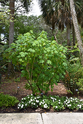 Confederate Rose (Hibiscus mutabilis) at A Very Successful Garden Center