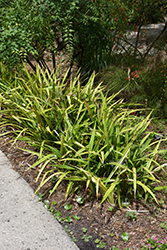 Gold Stripe Flax Lily (Dianella tasmanica 'Gold Stripe') at Lakeshore Garden Centres