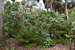 Seminole Dombeya (Dombeya burgessiae 'Seminole') at Stonegate Gardens
