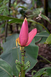 Flowering Banana (Musa ornata) at A Very Successful Garden Center