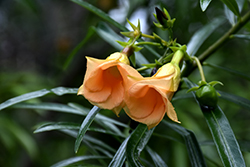 Orange Flowered Oleander (Thevetia peruviana 'Orange Form') at A Very Successful Garden Center