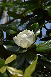 Baby Grand Magnolia (Magnolia grandiflora 'STRgra') at Lakeshore Garden Centres