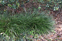 Seoulitary Man Mondo Grass (Ophiopogon japonicus 'Seoulitary Man') at A Very Successful Garden Center