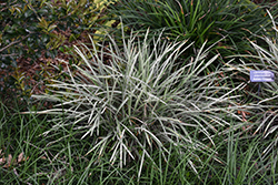 Aztec Grass (Ophiopogon intermedius 'Argenteomarginatus') at Stonegate Gardens