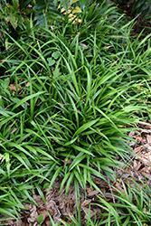Ribbon Grass (Reineckia carnea) at A Very Successful Garden Center