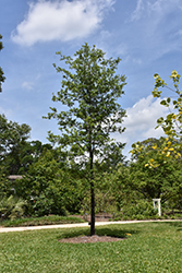 Sand Live Oak (Quercus geminata) at A Very Successful Garden Center