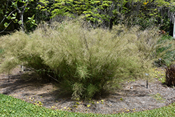 Bamboo Muhly (Muhlenbergia dumosa) at A Very Successful Garden Center