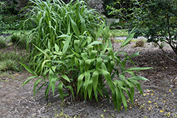 Tiger Grass (Thysanolaena latifolia) at Stonegate Gardens