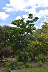 Japanese Prickly Ash (Zanthoxylum ailanthoides) at Stonegate Gardens