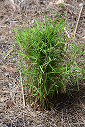 Baby Panda Grass (Pogonatherum paniceum) at A Very Successful Garden Center