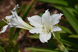 Lugard's Crinum Lily (Crinum lugardiae) at Lakeshore Garden Centres