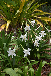 Lugard's Crinum Lily (Crinum lugardiae) at Lakeshore Garden Centres