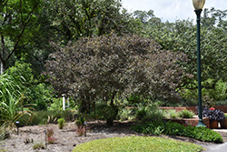Fascination Arabian Lilac (Vitex trifolia 'Fascination') at A Very Successful Garden Center