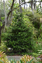 Florida Torreya (Torreya taxifolia) at A Very Successful Garden Center
