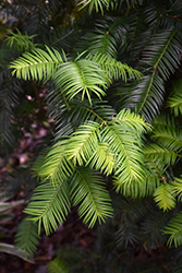 Florida Torreya (Torreya taxifolia) at Stonegate Gardens