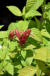 Red Pinecone Shrimp Plant (Justicia brandegeeana 'Red Pinecone') at A Very Successful Garden Center