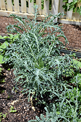 Jagallo Nero Kale (Brassica oleracea var. sabellica 'Jagallo Nero') at A Very Successful Garden Center