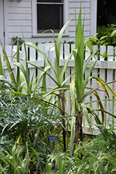 Sugar Cane (Saccharum officinarum) at A Very Successful Garden Center