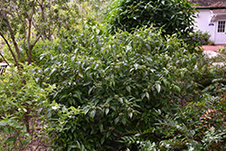 Little Psycho Wild Coffee (Psychotria nervosa 'Little Psycho') at A Very Successful Garden Center