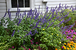 Santa Barbara Mexican Sage (Salvia leucantha 'Santa Barbara') at A Very Successful Garden Center