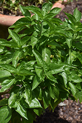 Amazel Basil Sweet Italian Basil (Ocimum basilicum 'UF16-23-2') at A Very Successful Garden Center