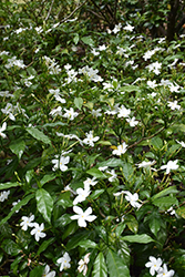 Crepe Jasmine (Tabernaemontana divaricata) at Stonegate Gardens