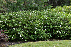 Crepe Jasmine (Tabernaemontana divaricata) at Lakeshore Garden Centres