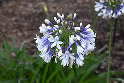 Indigo Frost Agapanthus (Agapanthus 'AMBIC001') at A Very Successful Garden Center