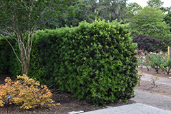 Shrubby Podocarpus (Podocarpus macrophyllus 'Maki') at A Very Successful Garden Center