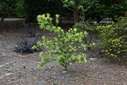 Lemon Sparkler Podocarpus (Podocarpus macrophyllus 'sPg-3-019') at Stonegate Gardens