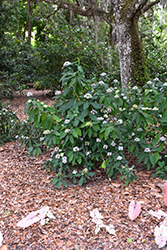 Blue Evergreen Hydrangea (Dichroa febrifuga) at Stonegate Gardens