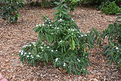 Yamaguchi Narrow-leaf Hydrangea (Dichroa febrifuga 'Yamaguchi Narrow-leaf') at A Very Successful Garden Center
