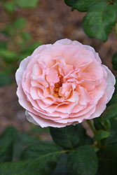 Princesse Charlene de Monaco Rose (Rosa 'Meidysouk') at A Very Successful Garden Center
